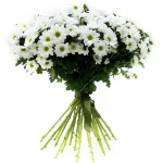 Хризантемы ромашковые белые